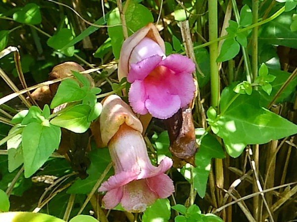 おお！オオナンバンギセル！ フルルガーデン倶楽部