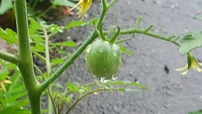 ボタン園のど根性トマト