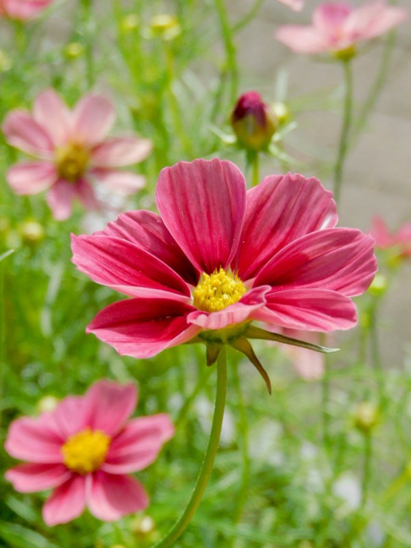 コスモスの花