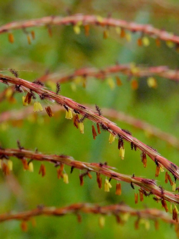 ススキの花