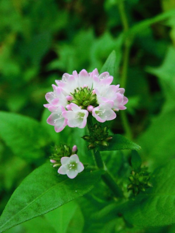 ミゾソバの花