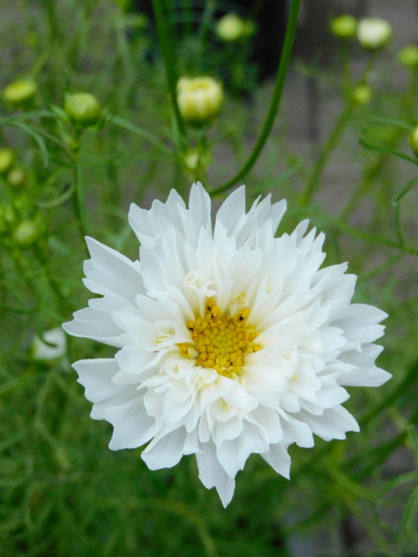 白いコスモスの花