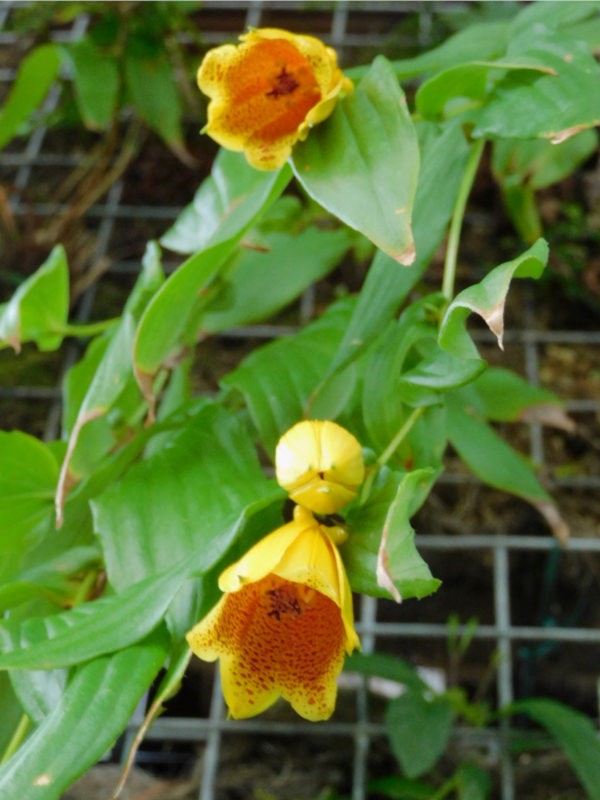 キイジョウロウホトトギスの花