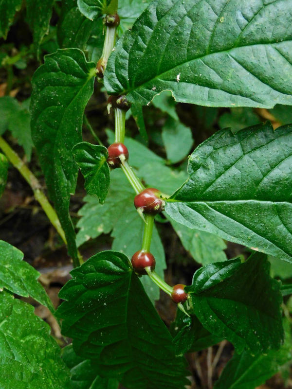 ウワバミソウの茶色いムカゴ