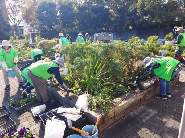 11/25　株の配置と植込み作業