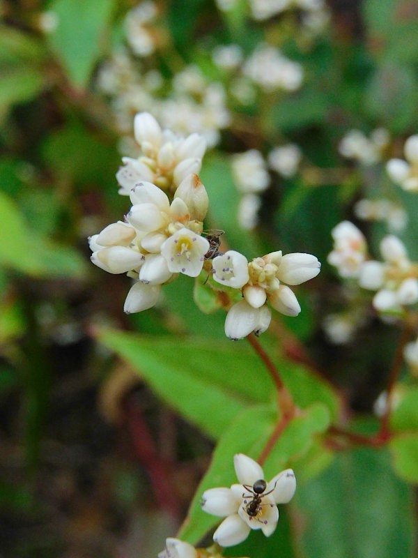 タデ科白花