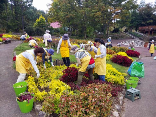 10/24　大花壇除草　コリウスのピンチ作業