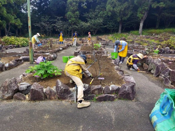 10/26　ボタン園除草