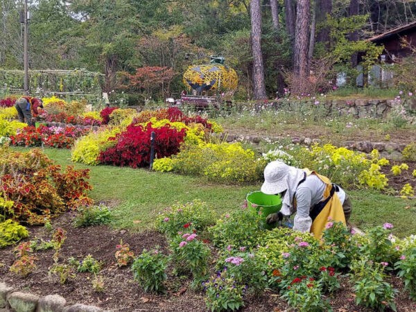 10/24　大花壇除草　コリウスのピンチ作業