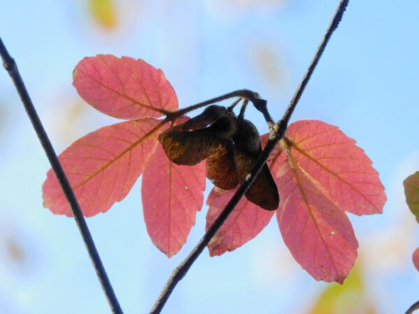 メグスリノキの紅葉