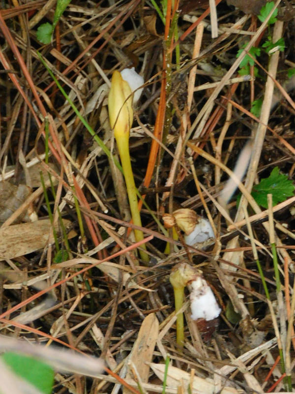 白花　ナンバンギセル