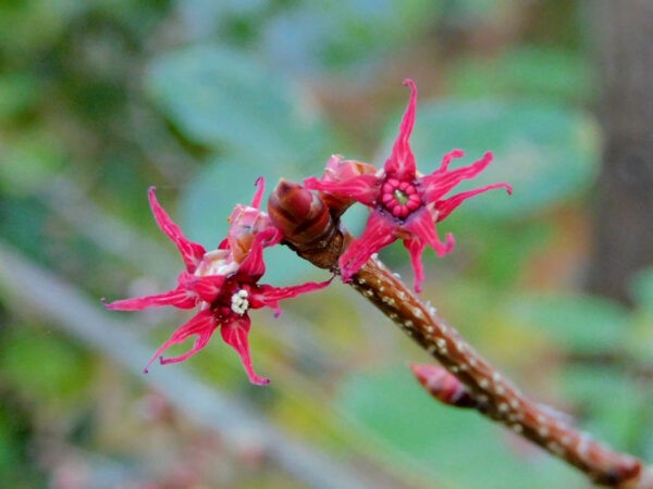 マルバノキ　花