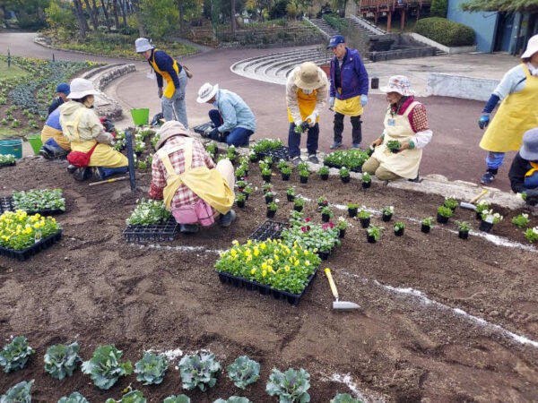 11/7　大花壇植替え