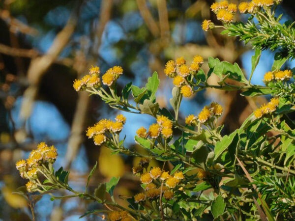 12/12　キク科の花