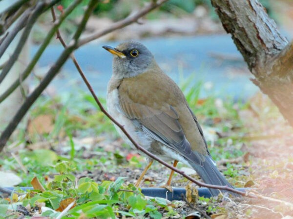 シロハラ　冬鳥