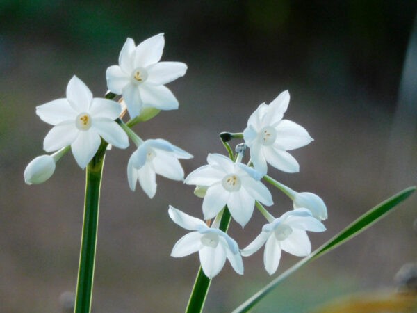 白花スイセン