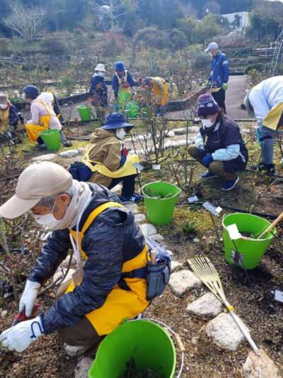 バラ園　冬の剪定作業