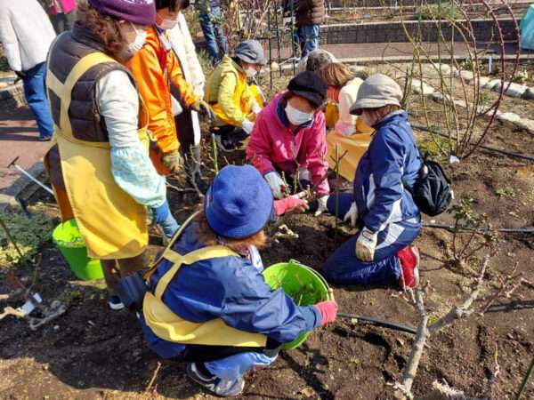 バラ園　講座生実習 冬剪定