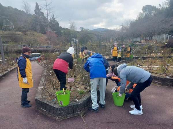 バラ園　講座生実習　冬剪定