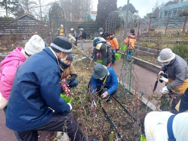 バラ園　講座生実習　冬剪定