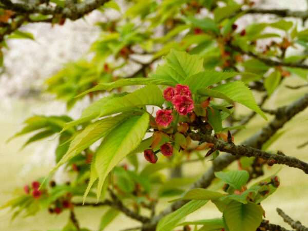 兼六園菊桜