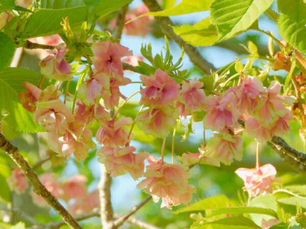 ウコン桜