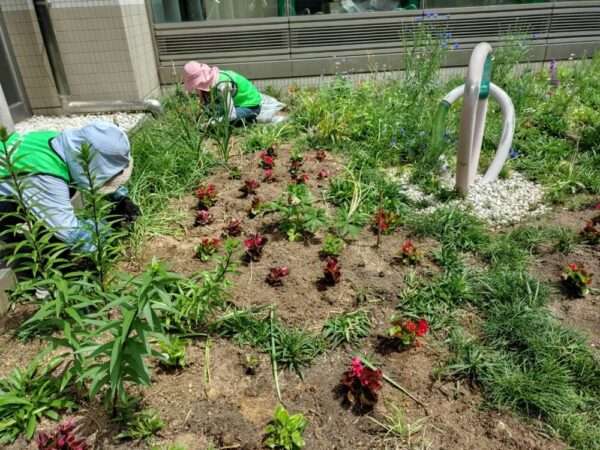 医療センター 春の植替え 250521
