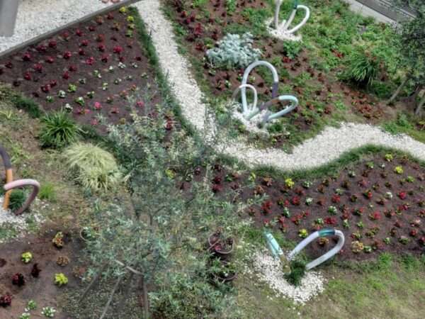 医療センター 春の植替え 250521