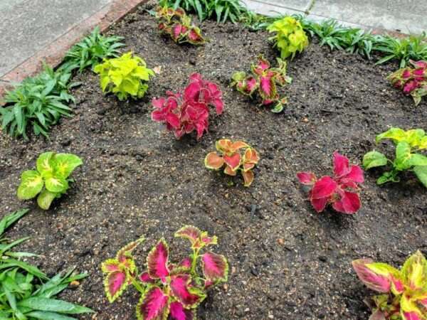 医療センター 春の植替え 250521