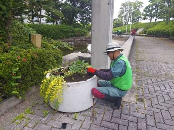 市役所・春の植替え　250526