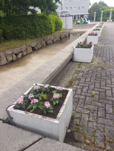 市役所・春の植替え　250526
