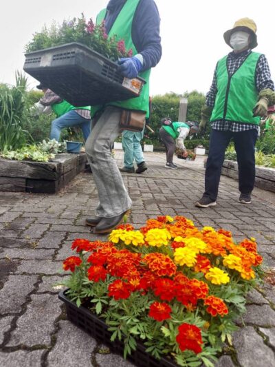 市役所・春の植替え　250526