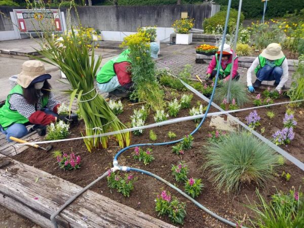 市役所・春の植替え　250526