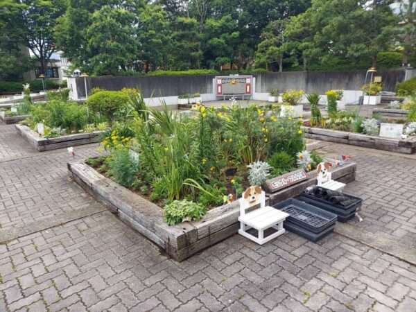 市役所・春の植替え　250526