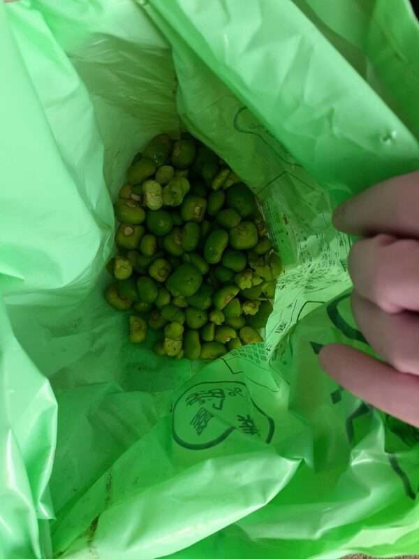草木染　250619