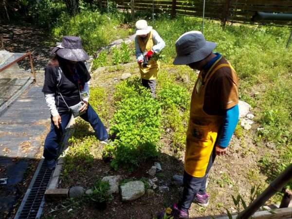 250508 草木染 藍の間引き