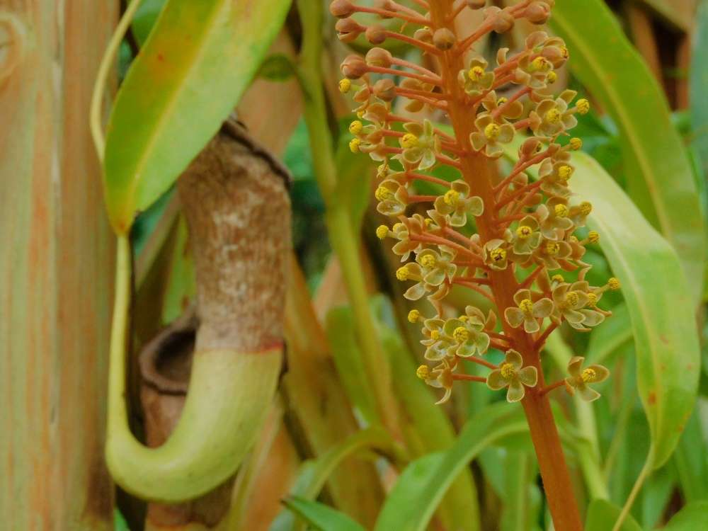 全体研修　食虫植物について　250610