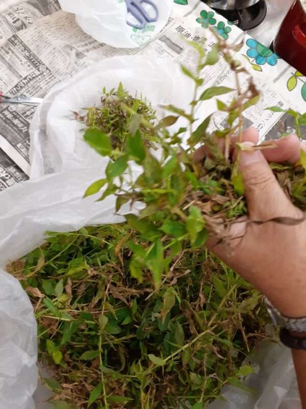 草木染　250920