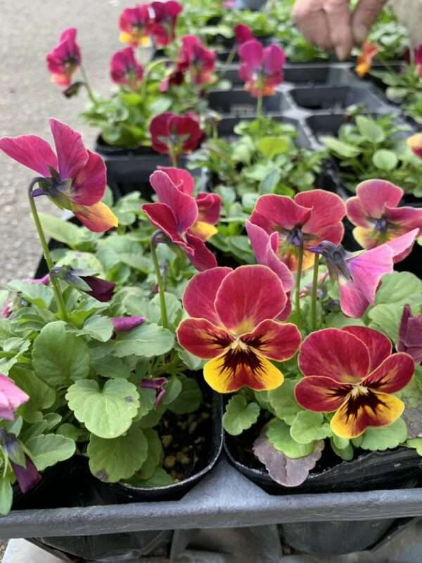 学校ガーデニング　251110