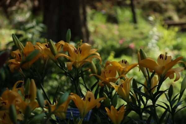 関西文化の日　251115