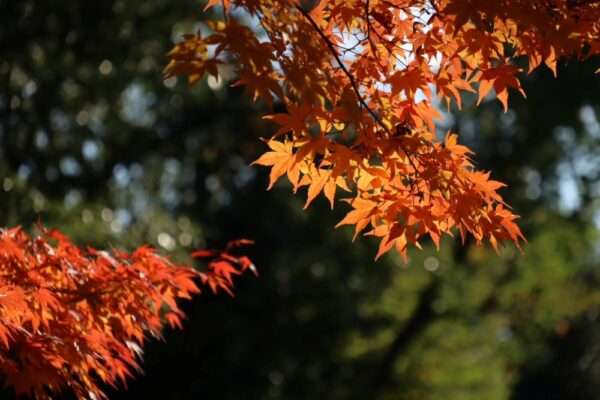 関西文化の日　251115