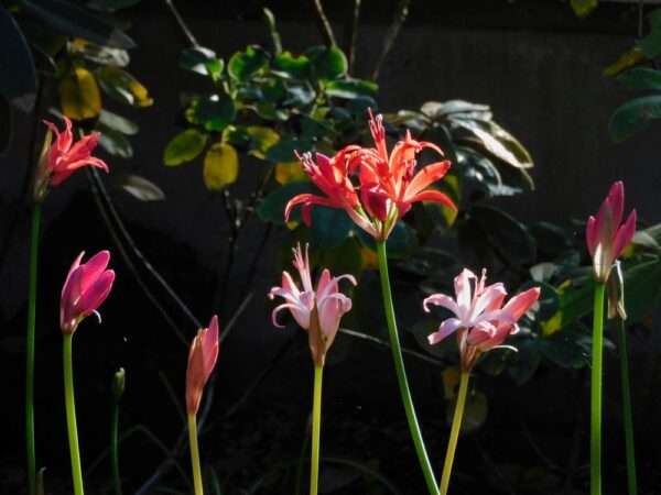 関西文化の日　251115