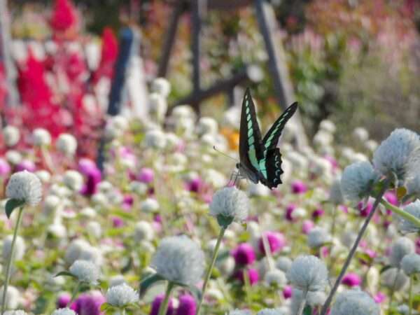 関西文化の日　251115