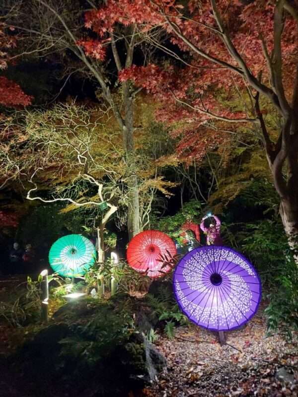 もみじ谷ライトアップ 251129