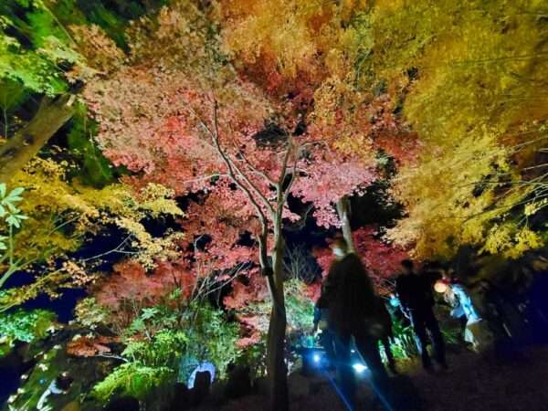 もみじ谷ライトアップ 251129