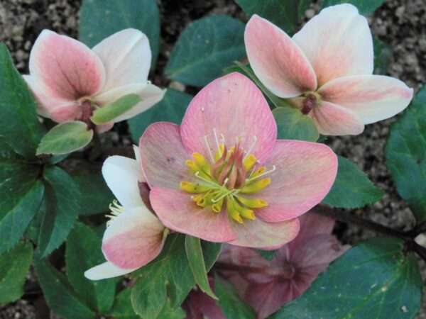 クリスマスローズ