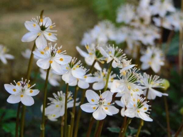 バイカオウレン