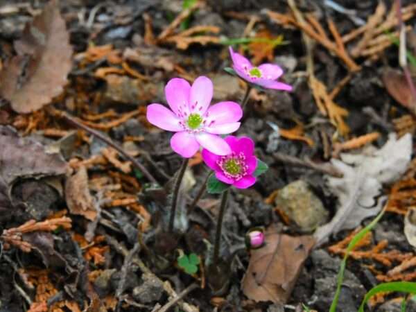 オオミスミソウ