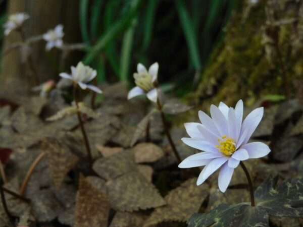 ユキワリイチゲ