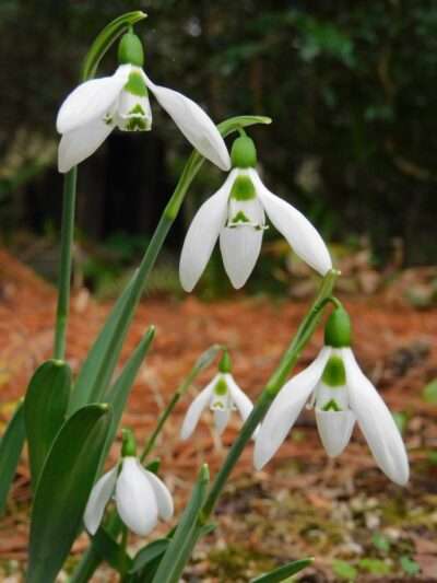 スノードロップ